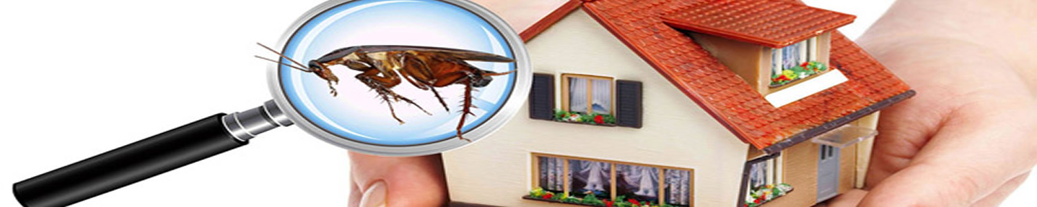 MostThoroughPestControl